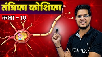 तंत्रिका कोशिका क्या है, इसके प्रकार, संरचना और कार्य | कक्षा 10 विज्ञान