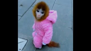 Pink Coated Coco Takes a Stroll:Adorable Monkey's Fashionable Day Out! 🐒💖#monkey #pets by Allen me 2,645 views 2 months ago 1 minute, 6 seconds
