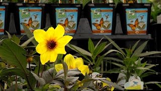 Best Pollinating Plants - Cincinnati Zoo