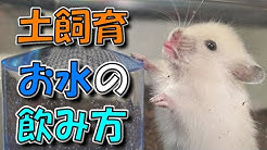 ハムポリch ハムスター土飼育 Youtube ハムポリch ハムスター土飼育 Youtube