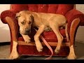 Dogs alone at Home - if the Owner leave the Home.