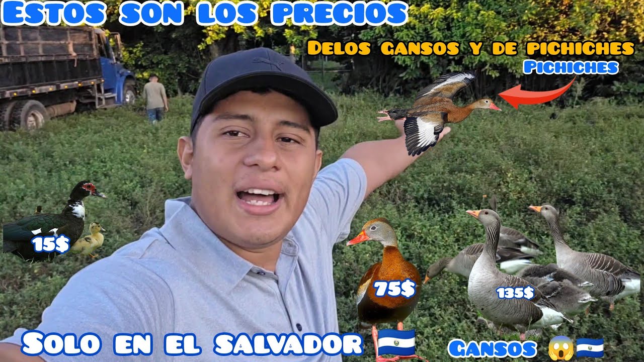 TODO ESTO EN CONTRAMOS EN EL TIANGUIS 😱🇸🇻 precios de pichiche y de gansos en el salvador 🇸🇻 