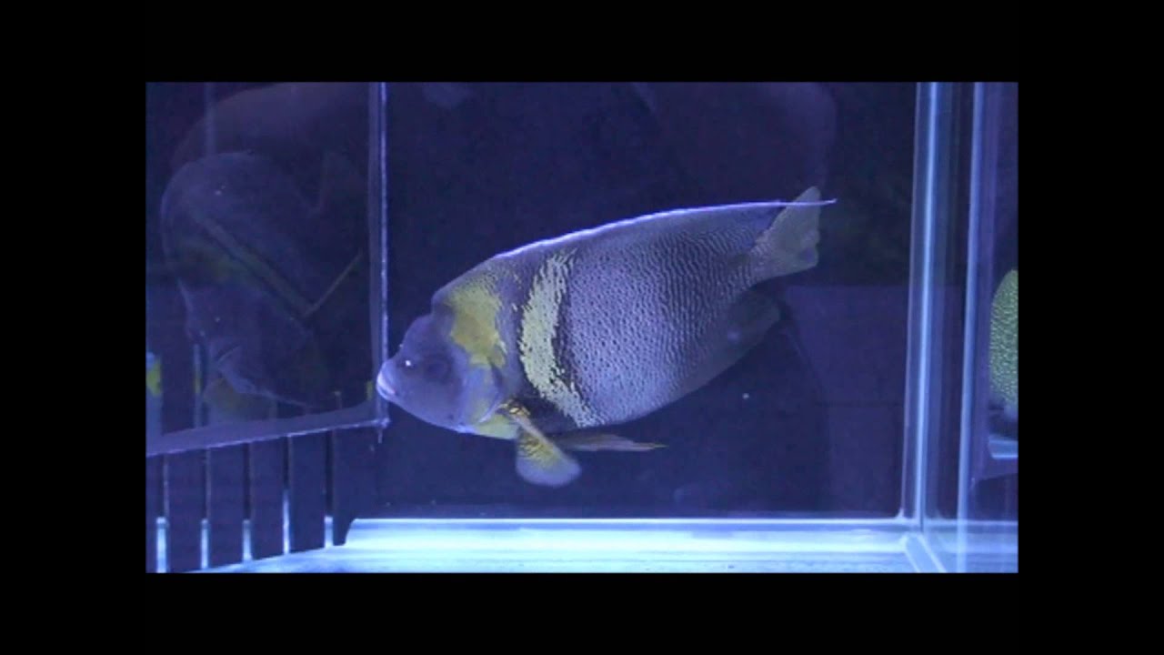 camera iphone 8 plus apk 90虎斑神仙2(哥狄 香港)Pomacanthus zonipectus(Cotez Rogal angelfish)20130502