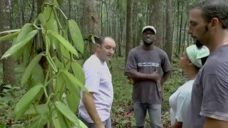 Agroforesterie Tropicale ONF Guadeloupe Cédric COUTELLIER