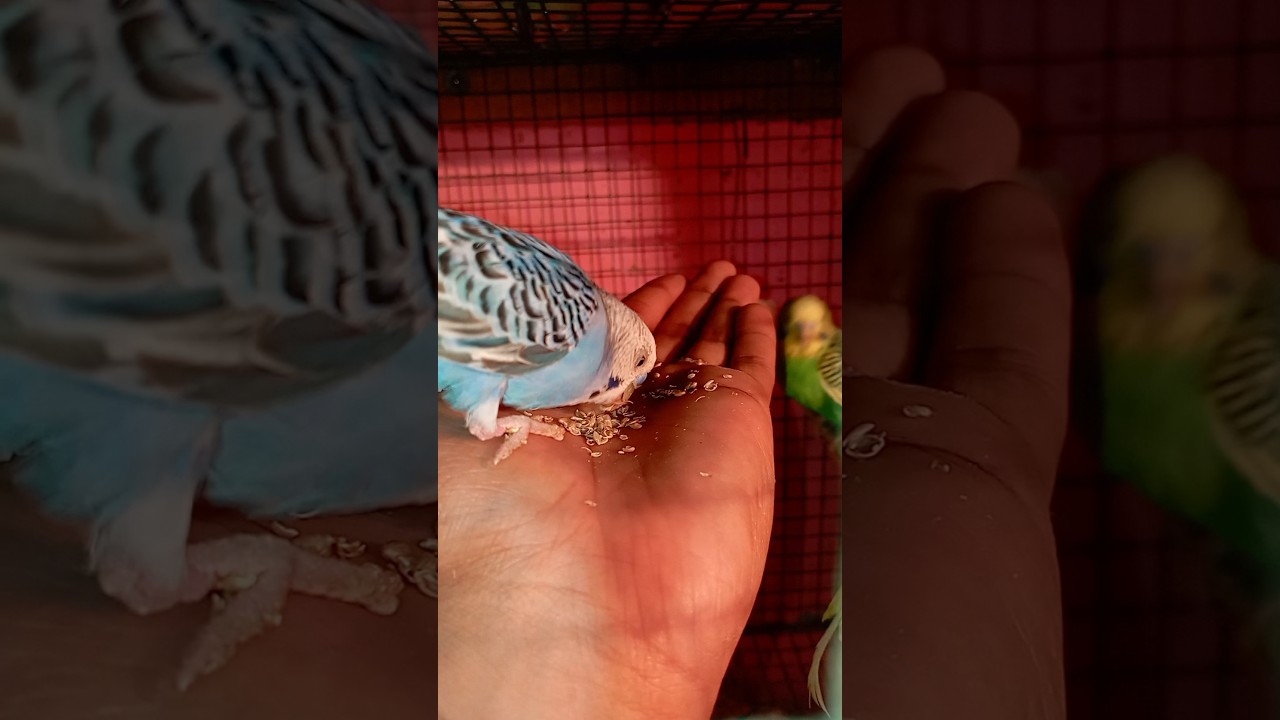 The Best Birds - WatchMojo Shorts 