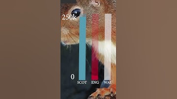 will red squirrels go extinct in the UK? #nature #wildlife #documentary #rewilding