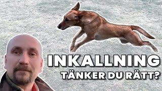 Hur lyckas du med din hunds inkallning?