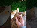 cockatiel singing parrot 🐦😍 #shorts #cockatiel #yellowcockatiel48