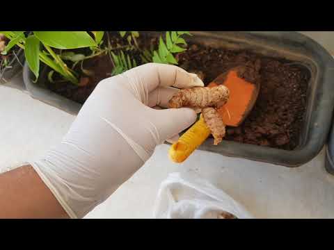 Como plantar açafrão