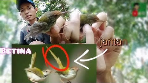 cara membedakan prenjak lumut jantan dan betina