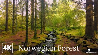 Ambient Walking in the Norwegian Forest || Gramstad, Norway
