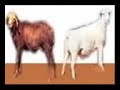 البيض ولا السود