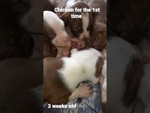Pitbull 3 Weeks Old Pitbull Puppies Chicken For The First Time