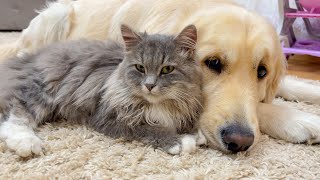 Adorable Kitten and Golden Retriever are Best Friends [Cuteness Overload] by Buddy 17,803 views 1 month ago 1 minute, 48 seconds