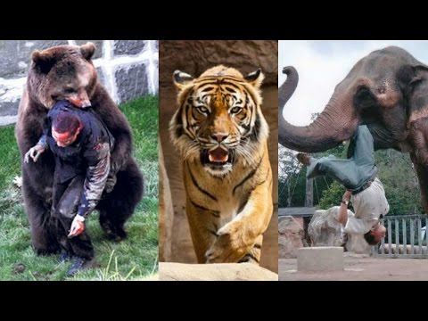 Vídeo: Com Comportar-se En Un Zoo