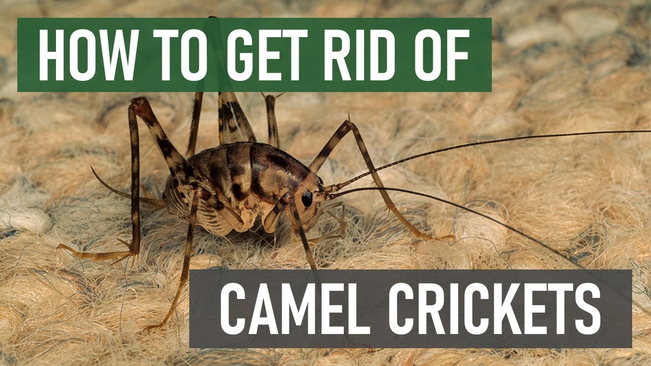 How to Get Rid of Camel Crickets (Spider Crickets, Cave Crickets) [4 Easy  Steps!] 