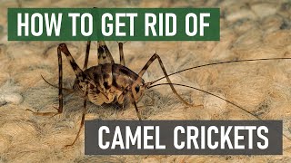 How to Get Rid of Spider Crickets  