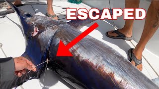 ESCAPED Swordfish - Catch Clean Cook! 6 Broadbill in one trip!