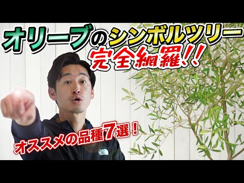 【植えて後悔しない】オリーブどの品種を買うべき？？絶対にかっこいい木、オリーブの品種ごとの特徴を解説します！