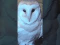 Rescued barn owl gets used to her new nest box