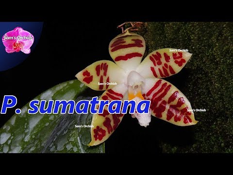 Phalaenopsis sumatrana (species