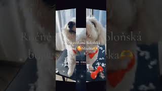 Tlapka Litice, Vašeho Pejska Potěší Nejvíce