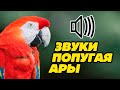 Звук попугая Ары: какие звуки издаёт попугай Ара