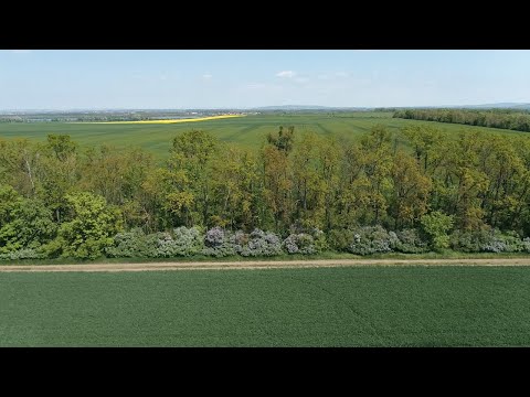 Video: Jak vegetace zabraňuje erozi půdy?
