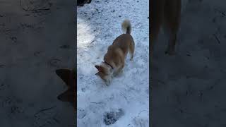 Jindo Dog Plays In Spring Snow