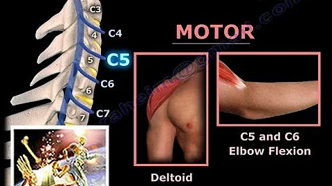 Neck Pain, Cervical Disc Herniation & Radiculopathy-Everything You Need To Know - Dr. Nabil Ebraheim