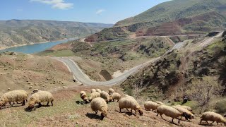 What is this outdoors sheep goat running?  ما هو هذا الخروف الماعز الذي يجري في الهواء الطلق؟