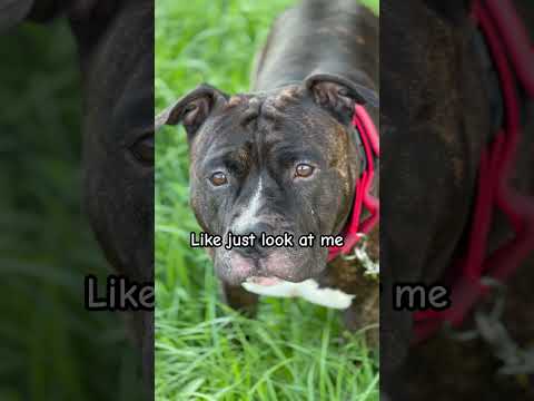 Pitbull bewaakt zijn baasje #pitbull