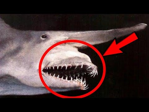 Top 10 Most BIZARRE Shark Species!