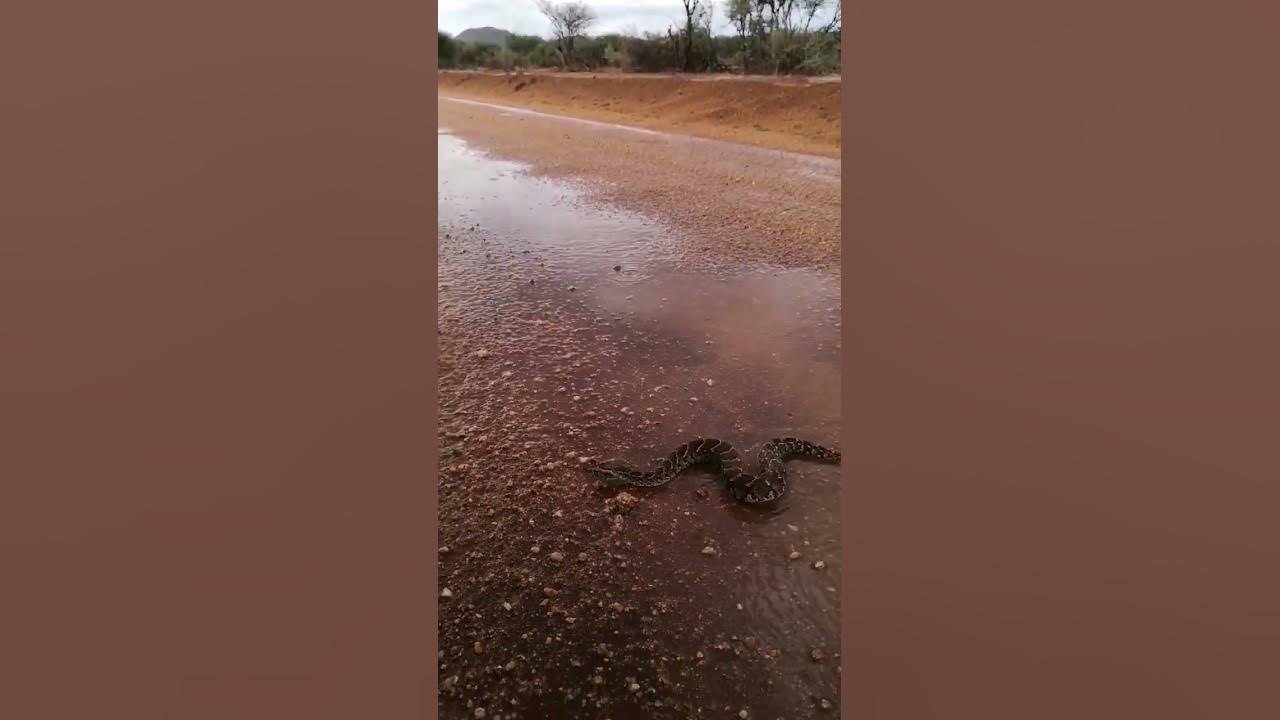one-of-africa-s-fastest-striking-snake-youtube