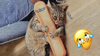 Funniest Cats And Dogs Compilation You Can't Hold Back Laughter For Too Long 🐱🐶