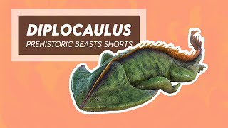 Why This Amphibian Evolved a Wing for a Head