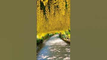 The Laburnum Arch in full bloom earlier this year 🌼🌼🌼🌼🌼🌼🌼🌼 #bodnantgardens #garden #flowers