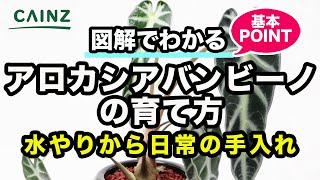 アロカシアバンビーノの育て方 カインズ花図鑑 Youtube