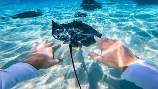 Swimming with Stingrays in Cayman Island! (Absolutely Incredible)