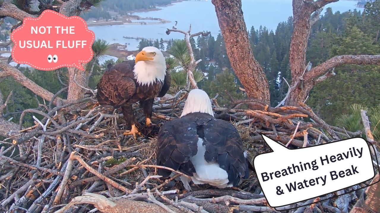 Shadow Delivers Black Wet Fluff to the Nest | Jackie & Shadow FOBBV Big Bear 2026