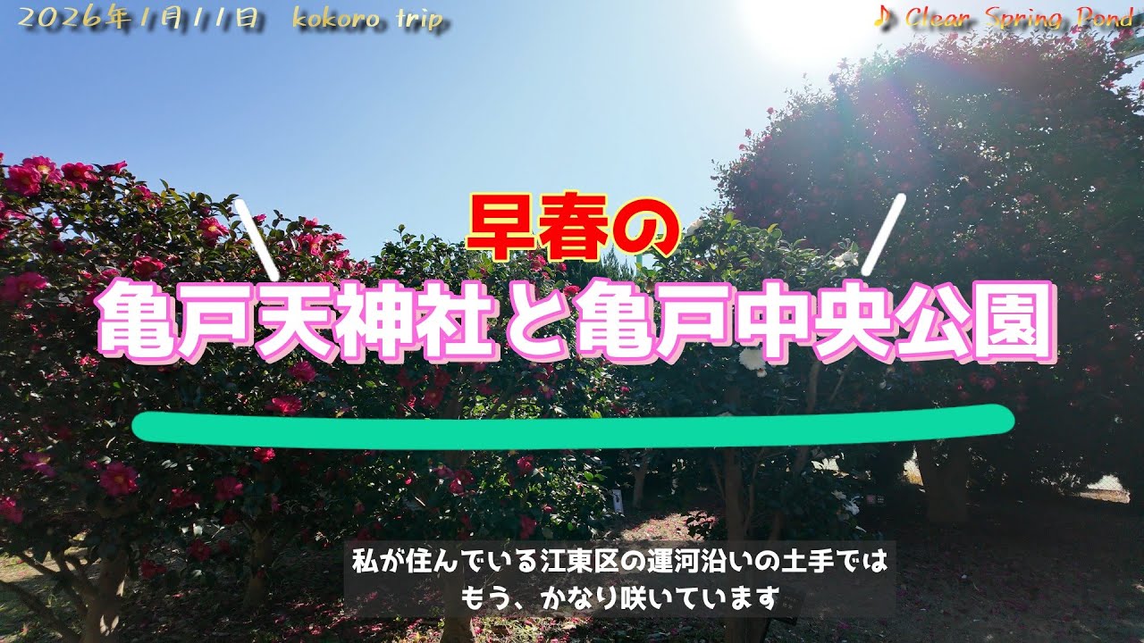 早春の亀戸天神と亀戸中央公園　梅林は２月～３月がおすすめです