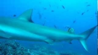 Guest Video: Galapagos Shark Cleaning Station - Punta Maria, Cocos Island, Costa Rica