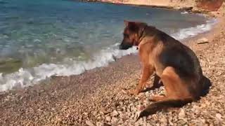 Собака и море | The dog and the sea | Der Hund und das Meer