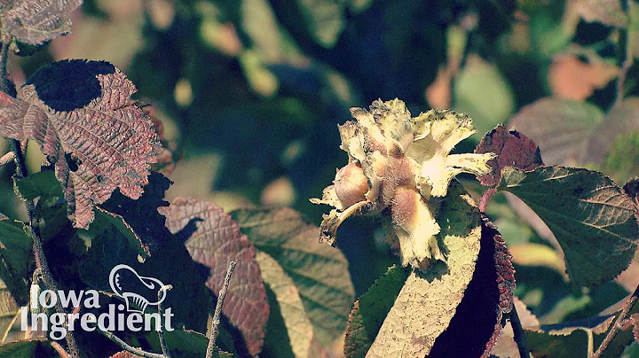 Growing Hazelnuts | Iowa Ingredient - DayDayNews