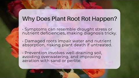 Why Does Plant Root Rot Happen? - The Plant Enthusiast