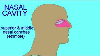 TURBINATE inferior nasal concha