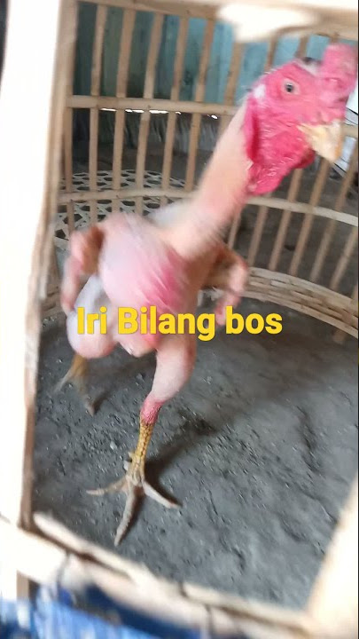 Ayam tanpa bulu, sangat lucu
