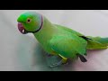 Mitthu My Beautiful Talking Parrot