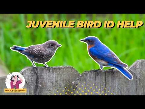 Beginner's Guide to Identifying Juvenile Birds