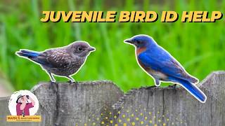 Beginner's Guide to Identifying Juvenile Birds